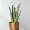 Aru Faux Aloe Planter