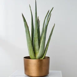 Aru Faux Aloe Planter