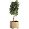 Aureo Planter
