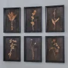 Botanica Noir Prints - Set of 6