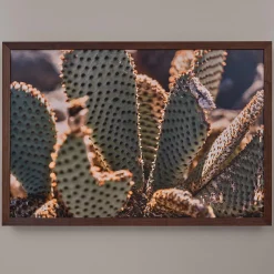 Closeup Cactus Photo Print