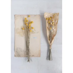 Preserved Natural Craspedia Bunch